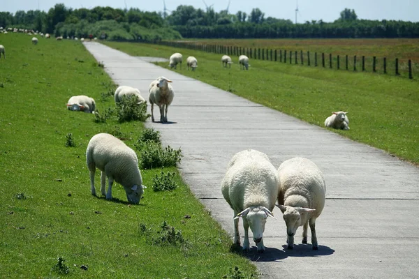 Die Schafe Auf Einem Deich Der Nordsee — Stockfoto