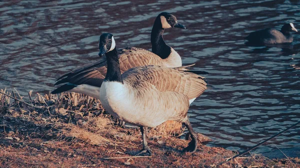 Closeup Shot Canada Geese Next Lake — Stock Photo, Image