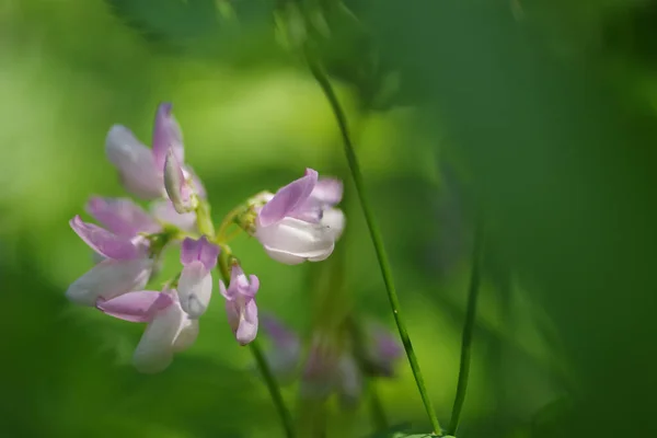 Nahaufnahme Einer Coronilla Varia Bunte Wicken Einem Wunderbaren Mit Verschwommenen — Stockfoto