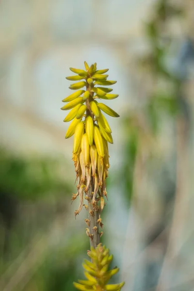 Fotografie Verticală Unei Plante Aloe Creștere — Fotografie, imagine de stoc