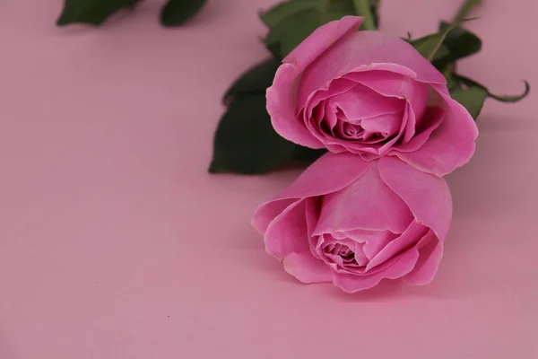 Dvě Krásné Přírodní Růžové Růže Stole — Stock fotografie