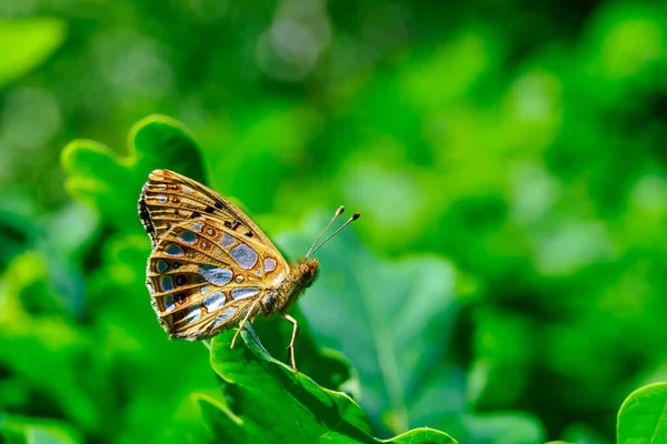 Primer Plano Una Mariposa Una Planta Luz Del Sol —  Fotos de Stock