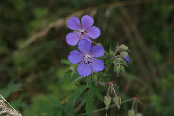 Närbild Bild Bild Känsliga Blå Blommor Ängen Geranium — Stockfoto