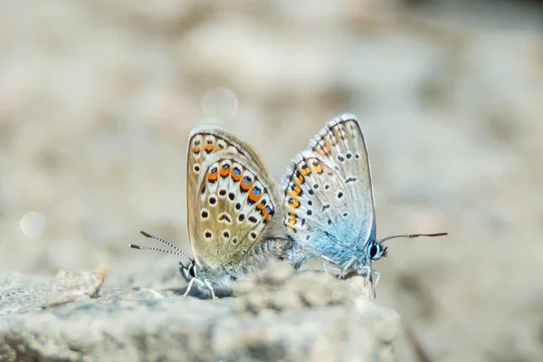 2つの青いライカニダエの蝶のマクロ写真 Polyommatini その仲間 コピースペースでピントが合っていない明るい背景 — ストック写真