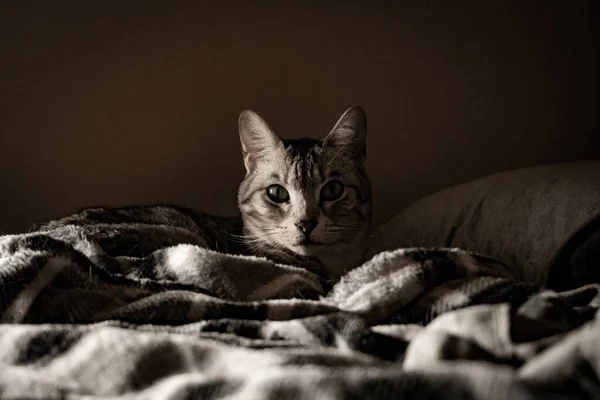 Bengal Γάτα Ένα Κρεβάτι Κουβέρτα — Φωτογραφία Αρχείου