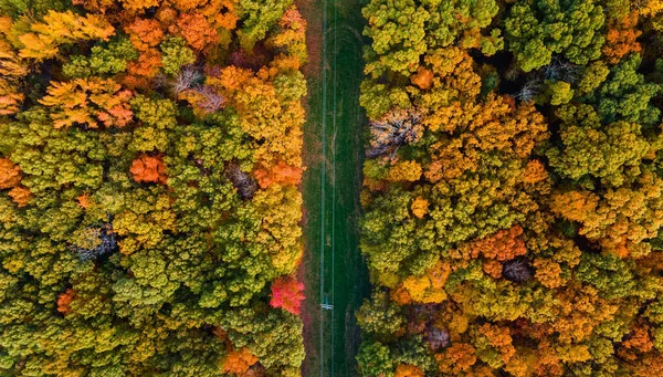 Flygfoto Över Färgglada Fallträd — Stockfoto