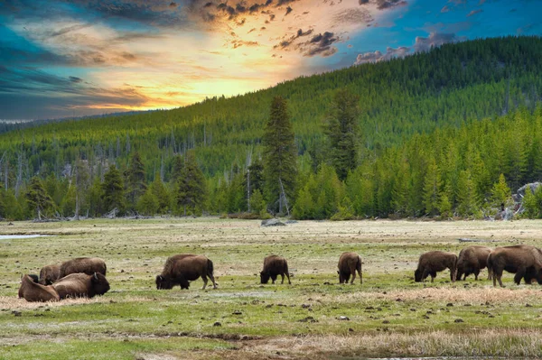 Een Kleine Groep Bizons Die Gras Eten Een Weelderig Bos — Stockfoto