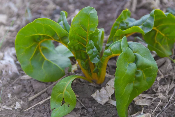 Cultivo Biológico Uma Variedade Acelga Outono — Fotografia de Stock