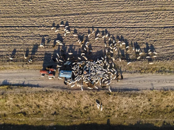 在田野里干活的山羊群和农业机械的航拍图 — 图库照片