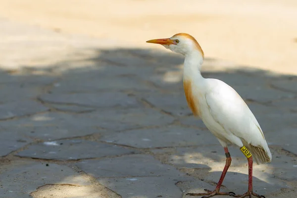 Gros Plan Une Aigrette Bovin Échassier Blanc Avec Bec Jaunâtre — Photo