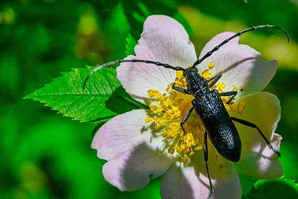 Longhorn Beetle Flower Dog Rose Sunlight — 스톡 사진