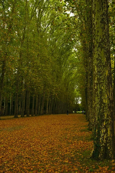 Pionowe Ujęcie Nieutwardzonej Drogi Pokrytej Żółtymi Liśćmi Pośród Gęstych Drzew — Zdjęcie stockowe