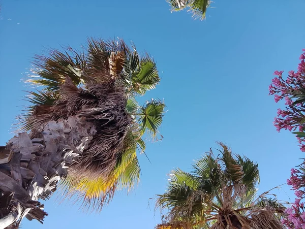 Ein Niedriger Winkel Asiatischer Palmyra Palmen Unter Blauem Himmel Einem — Stockfoto