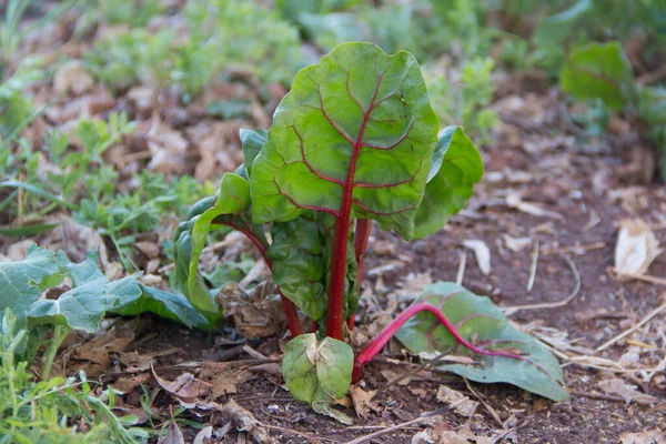 Organic Cultivation Variety Chard Autumn — Stock Photo, Image