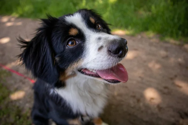 Adorable Mini Australian Shepherd Park — Stock Photo, Image