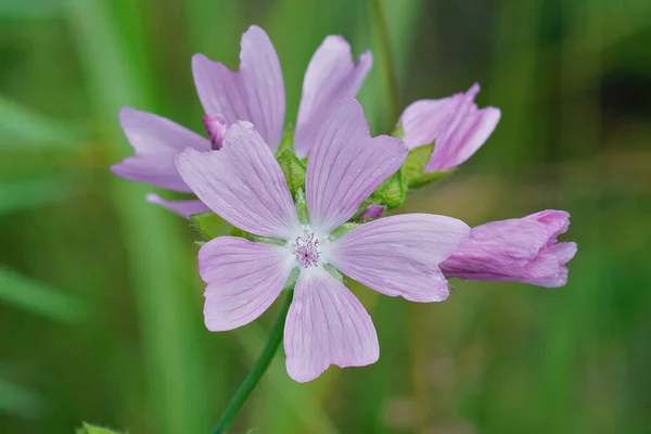 Primo Piano Della Bella Fiorita Viola Fiori Malva Muschio Sullo — Foto Stock