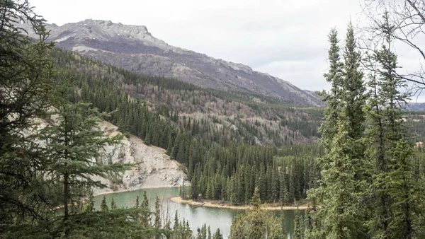 Krásná Krajina Klidného Jezera Borovém Lese Ponurý Den — Stock fotografie