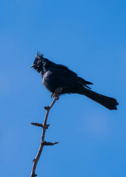 Ein Phainopepla Vogel Hockte Auf Einem Ast — Stockfoto