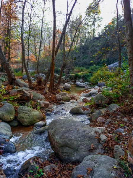 Disparo Vertical Río Que Fluye Través Bosque Otoñal —  Fotos de Stock