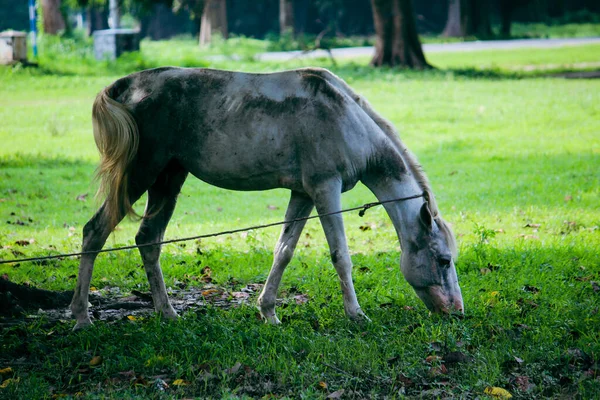 Selektiv Fokusbild Vit Häst Som Betar Park Med Gröna Växter — Stockfoto