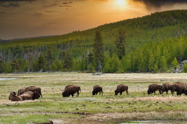 Een Grote Groep Bizons Die Gras Eten Voor Een Weelderig — Stockfoto