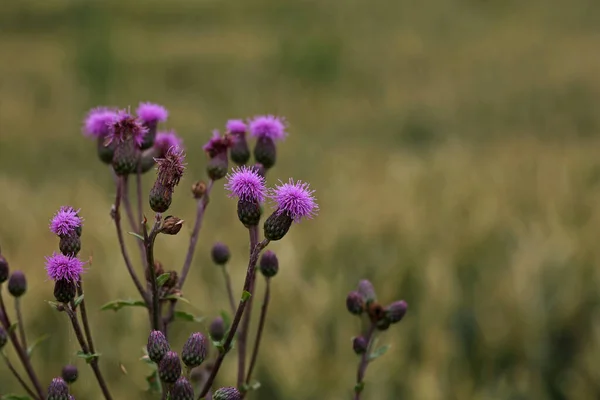 Ένα Κοντινό Πλάνο Ενός Λουλουδιού Γαϊδουράγκαθου Στο Χωράφι Καλοκαίρι — Φωτογραφία Αρχείου