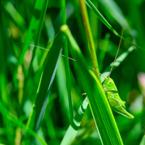 Nahaufnahme Einer Heuschrecke Auf Grünen Pflanzen — Stockfoto
