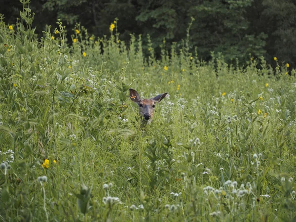 Young Scared Deer Hidden Green Grass — 스톡 사진