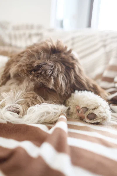 柔らかいベッドの上で寝ている可愛いラブラドール — ストック写真