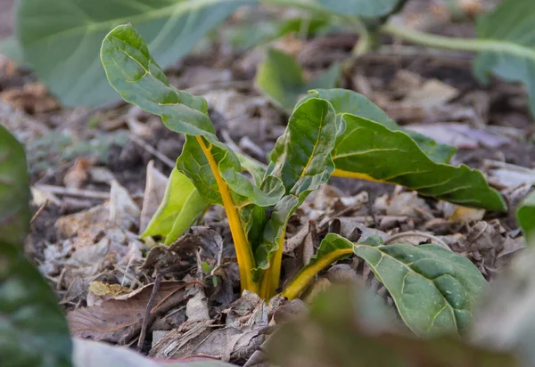 Budidaya Organik Dari Berbagai Jenis Kebun Musim Gugur — Stok Foto