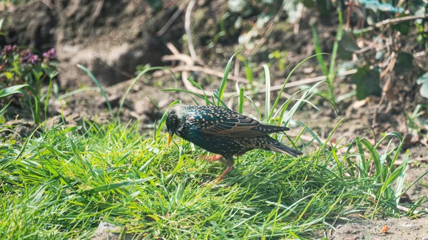 Common Starling Green Grass Park — Stock Photo, Image