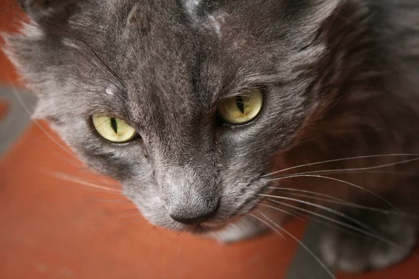 一只长着明亮绿色眼睛的可爱灰猫的特写镜头 — 图库照片