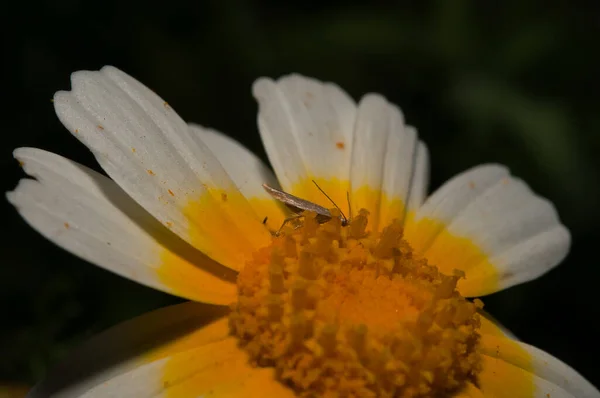 Plan Sélectif Chrysanthème Couronné — Photo