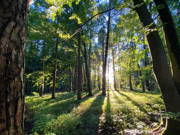 Bavarian Forest Walk Way Summer Time Light End Tunnel — Stockfoto