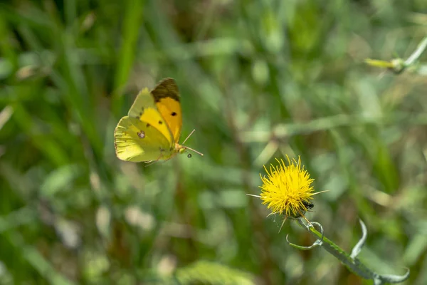 Gros Plan Papillon Sur Une Fleur Pissenlit Jaune — Photo