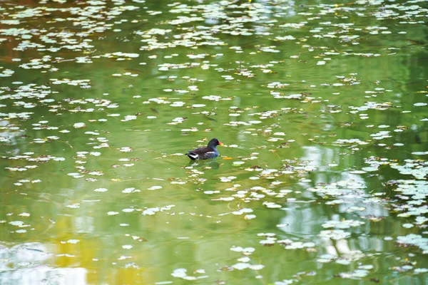 Ett Selektivt Fokus Moorhen Anka Den Smutsiga Dammen — Stockfoto