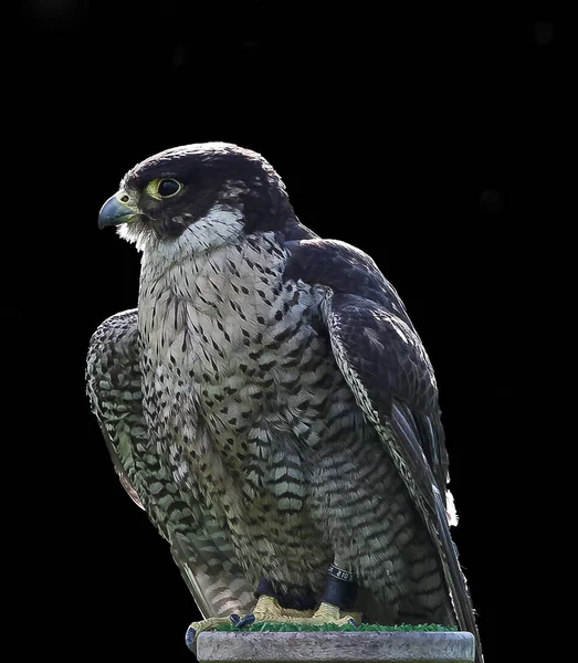 Eine Vertikale Aufnahme Des Wanderfalken Isoliert Auf Schwarzem Hintergrund — Stockfoto