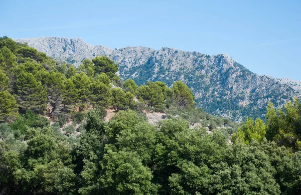 Céu Azul Sobre Colina Arborizada Montanha Rochosa Primavera — Fotografia de Stock