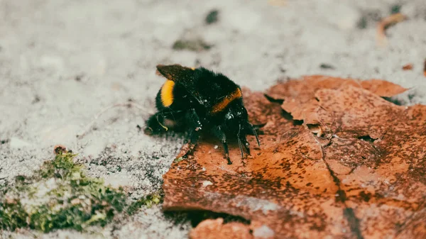 Fluffy Bumblebee Dry Leaf — Stock Photo, Image