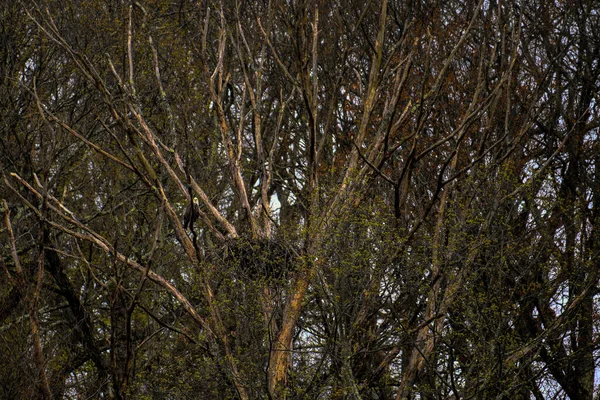 Een Prachtig Uitzicht Een Adelaar Een Boomtak Het Bos — Stockfoto