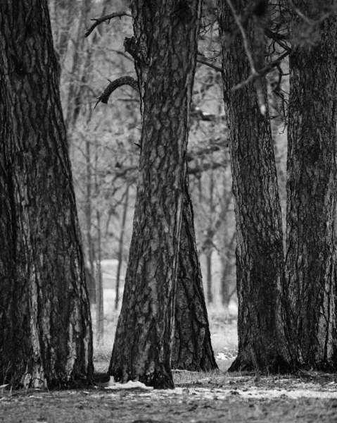 Graustufenaufnahme Von Mammutbäumen Wald — Stockfoto