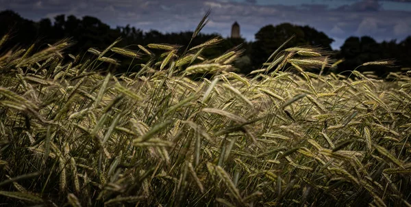 Ein Atemberaubender Blick Auf Die Weizenpflanzen Einem Windigen Tag Auf — Stockfoto