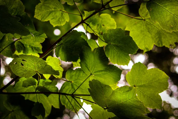 Closeup Shot Fresh Leaves Branches Tre — 스톡 사진