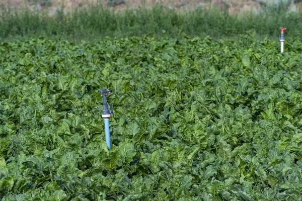 甜菜地里的灌溉系统 — 图库照片