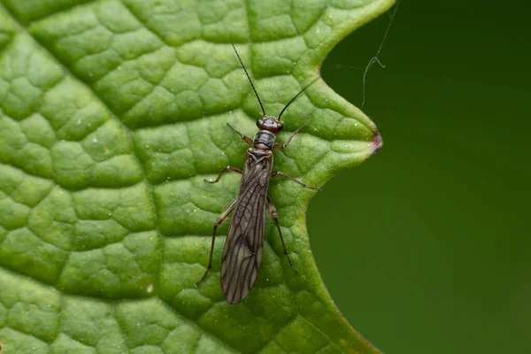 Detailní Záběr Thrips Zeleném Listu — Stock fotografie