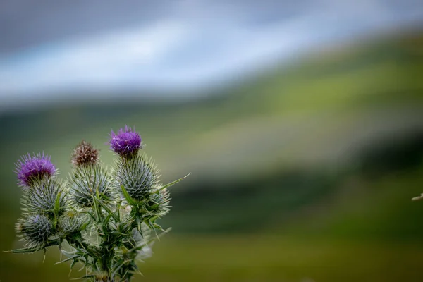 Tiro Foco Seletivo Flores Espinhosas Exóticas Capturadas Chillingham — Fotografia de Stock