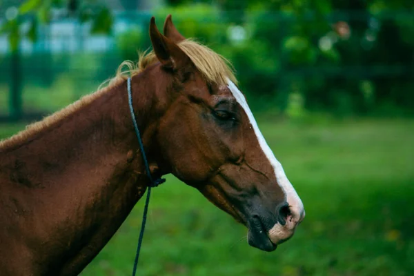 Tiro Seletivo Foco Uma Cabeça Marrom Cavalo Parque Urbano Com — Fotografia de Stock