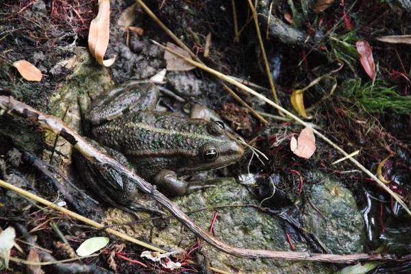 泥だらけの地面に沼のカエルの閉鎖 — ストック写真