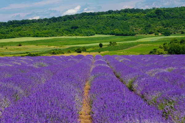 Stunning Landscape Fresh Purple Lavender Flower Rows Field — Stock Photo, Image