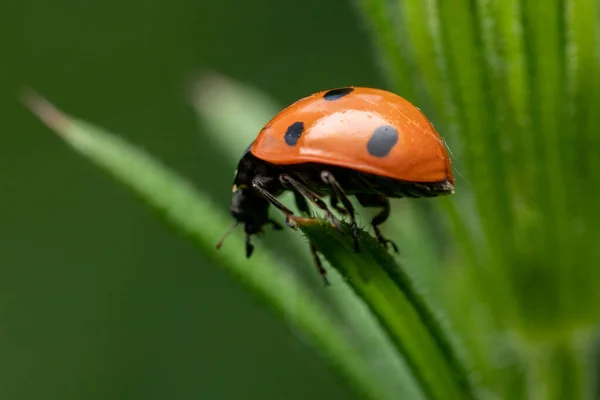 Primer Plano Una Ladybu Una Hierba Verde — Foto de Stock